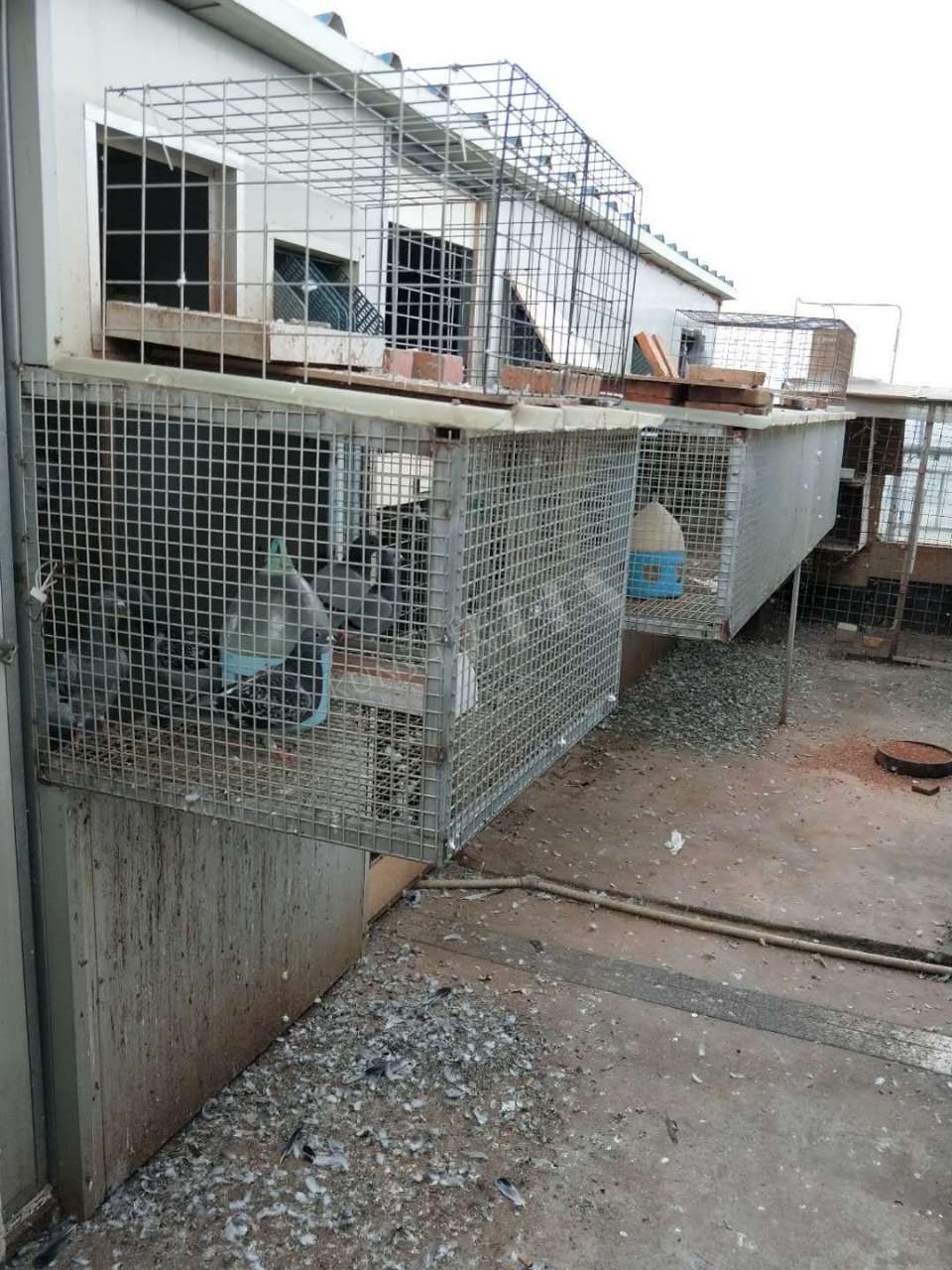 反映两年了,昆山玫瑰湾花园违章搭建的鸽子棚到底有没