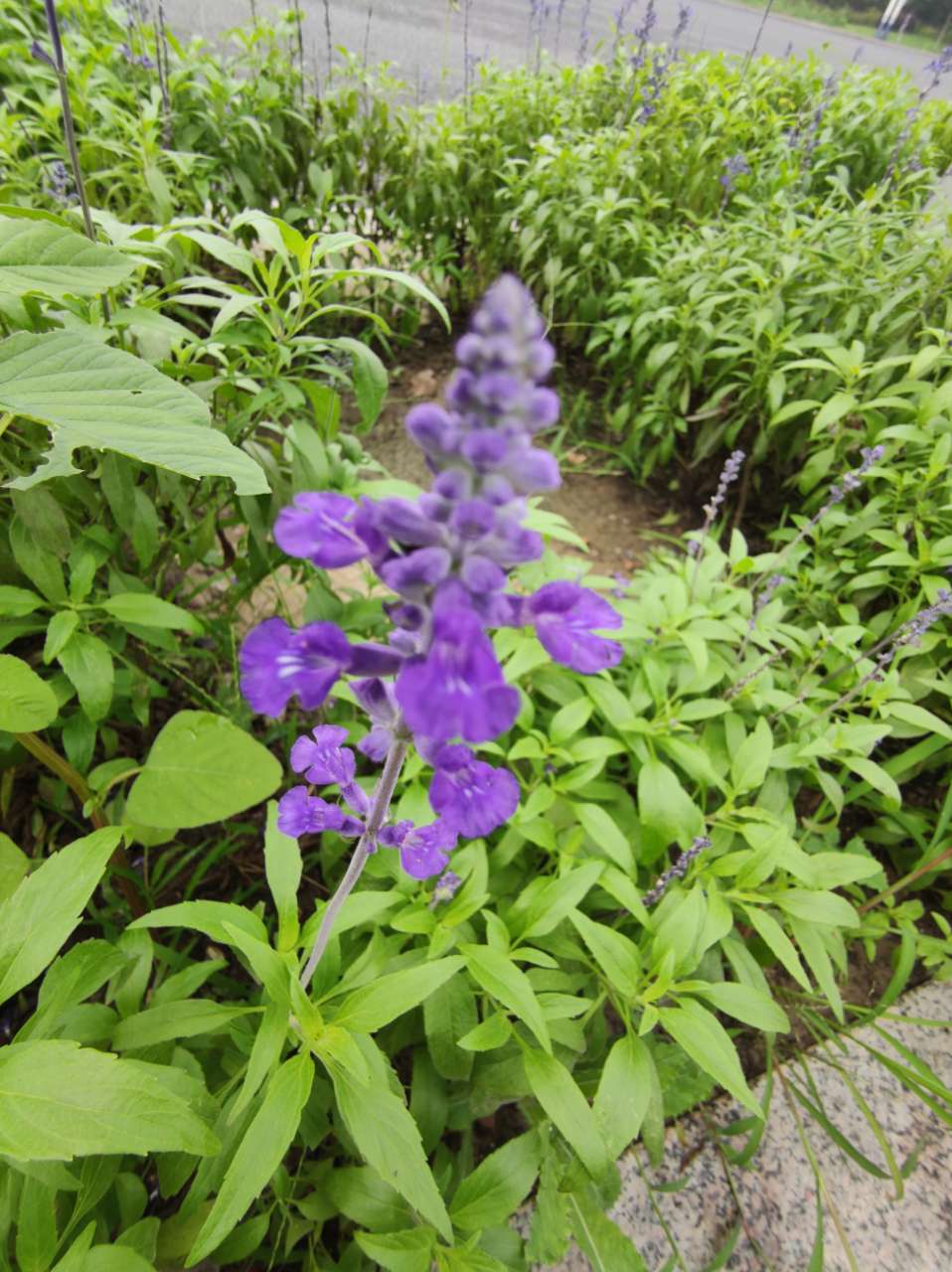 鼠尾草各色花语: 白色鼠尾草 -- 精力充沛,紫色鼠尾草 -- 智慧,红色