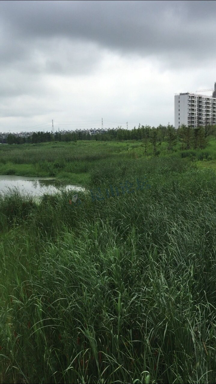 昆山夏驾河湿地雨后很清新