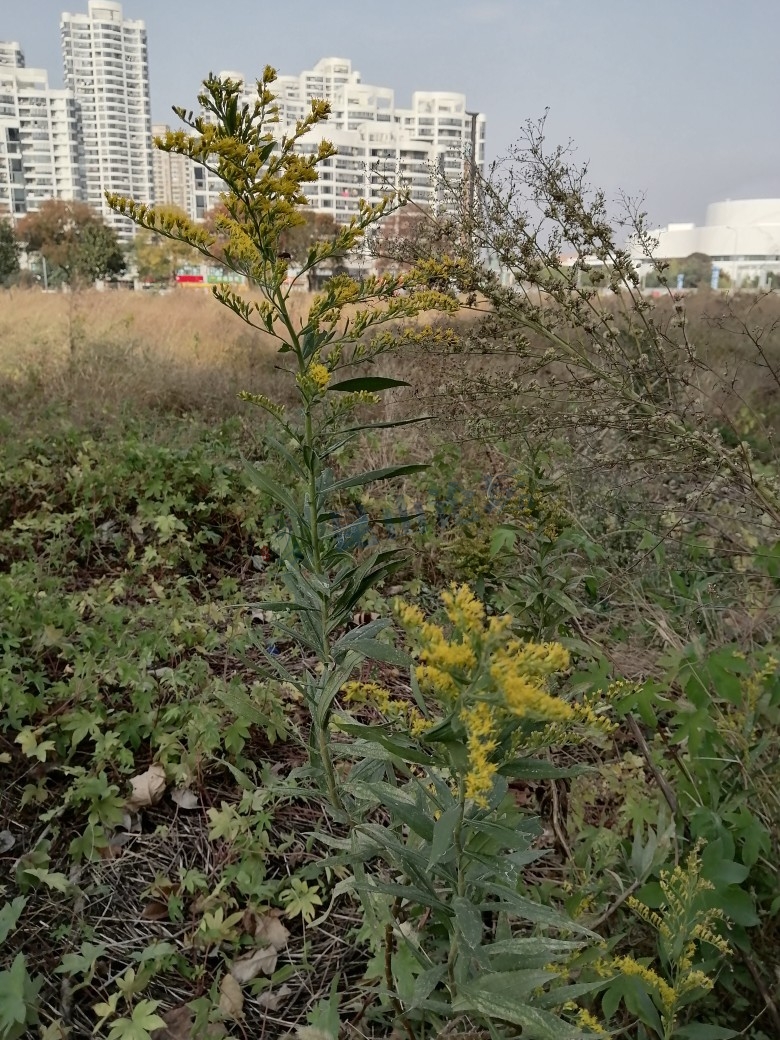 这是不是外来物种加拿大一枝黄花