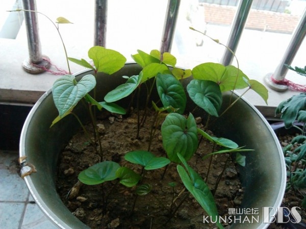 仙人掌,芦荟开花了,分享仙人掌山药小苗