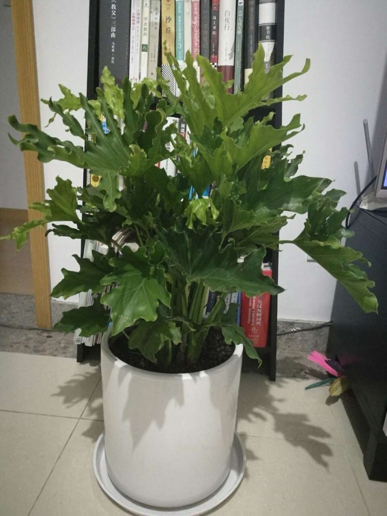 春羽   